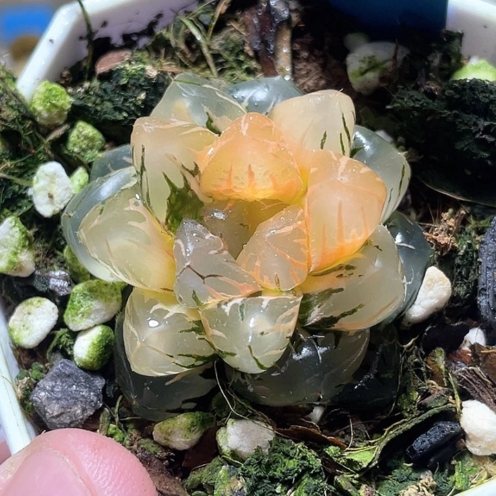 633水中月锦特选福利