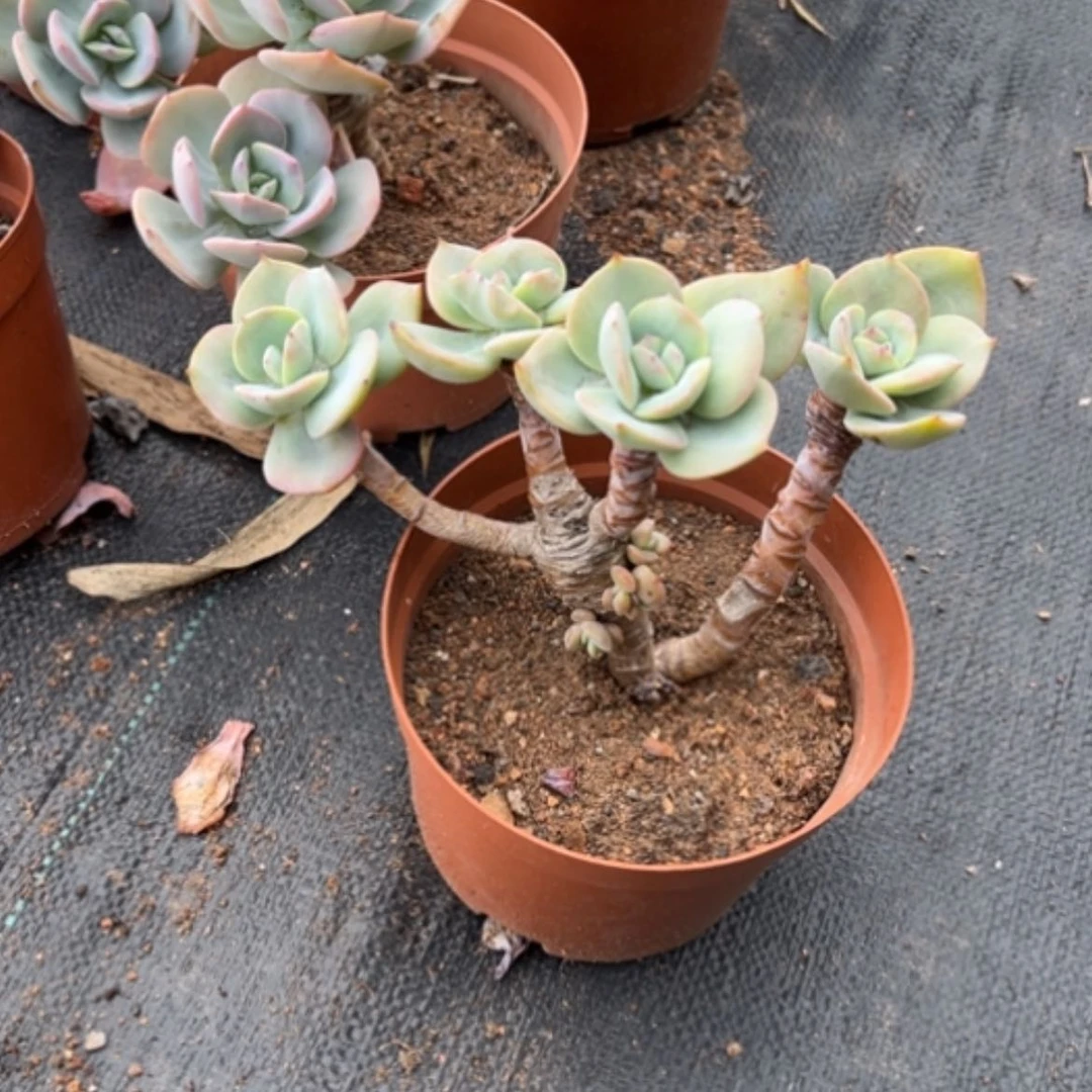 【闪购商品】妮****园白凤