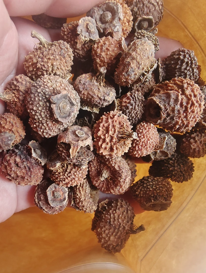 [同源南滇]刺梨果