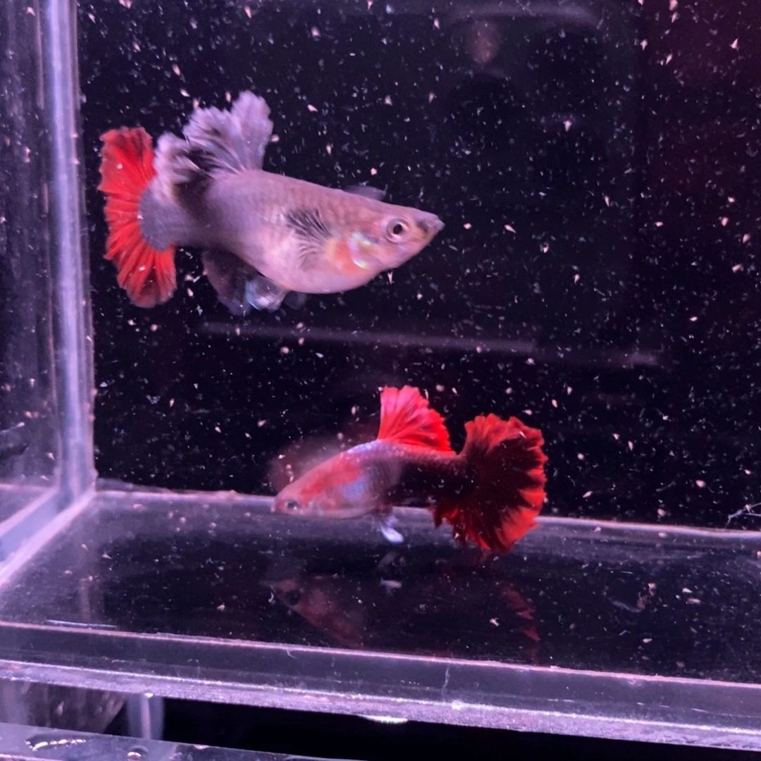 孔雀鱼顶级菊花帆一对