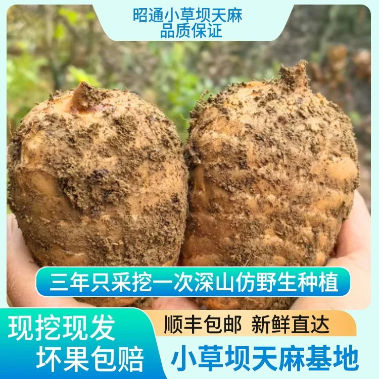 云南小草坝新鲜天麻现挖现发