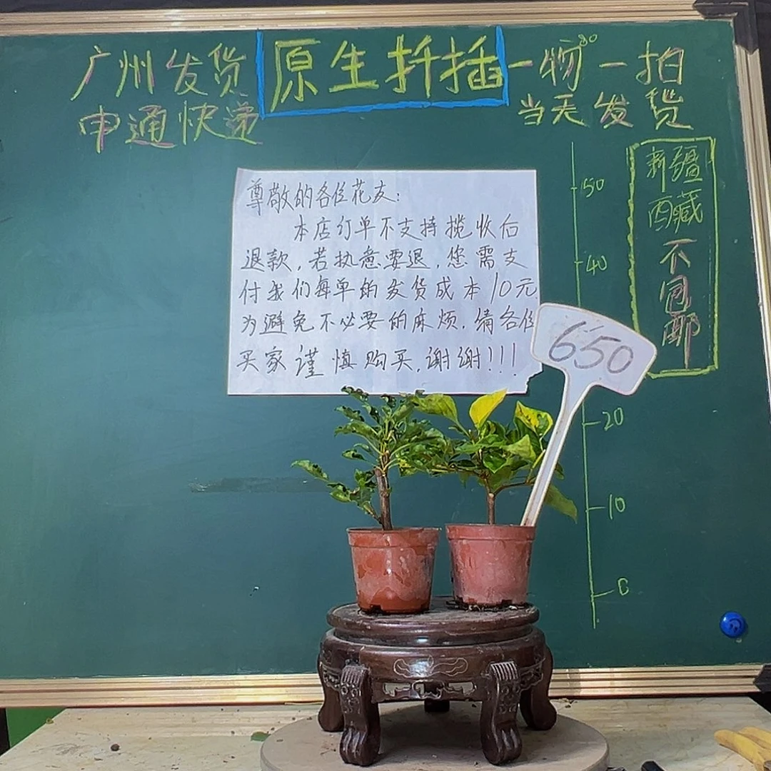 当前无花栽培后可以开花香港丽人掌中宝 蒙娜丽莎红掌中宝650