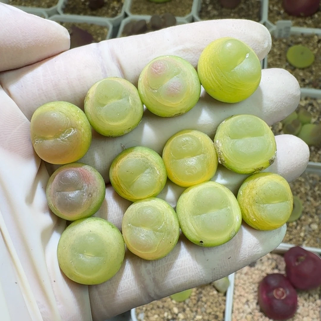 12-11-128特价拉登