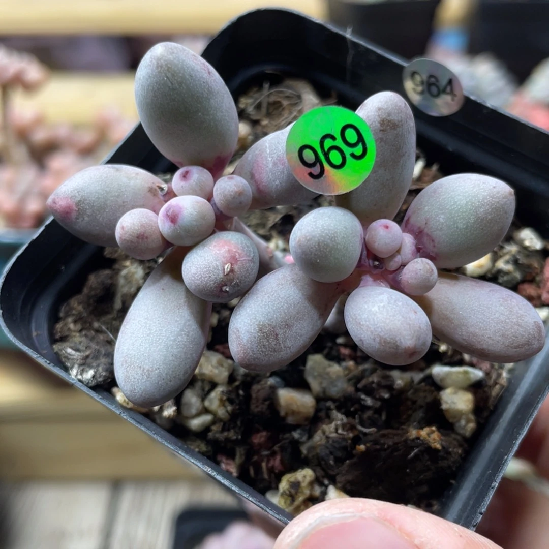 桃花奶酪多肉植物