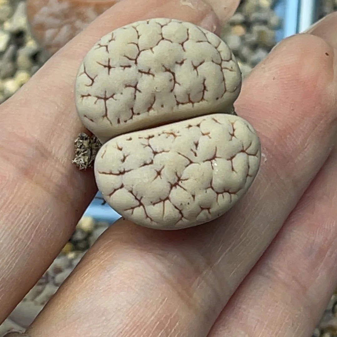 g2901凹凸脑纹189一颗