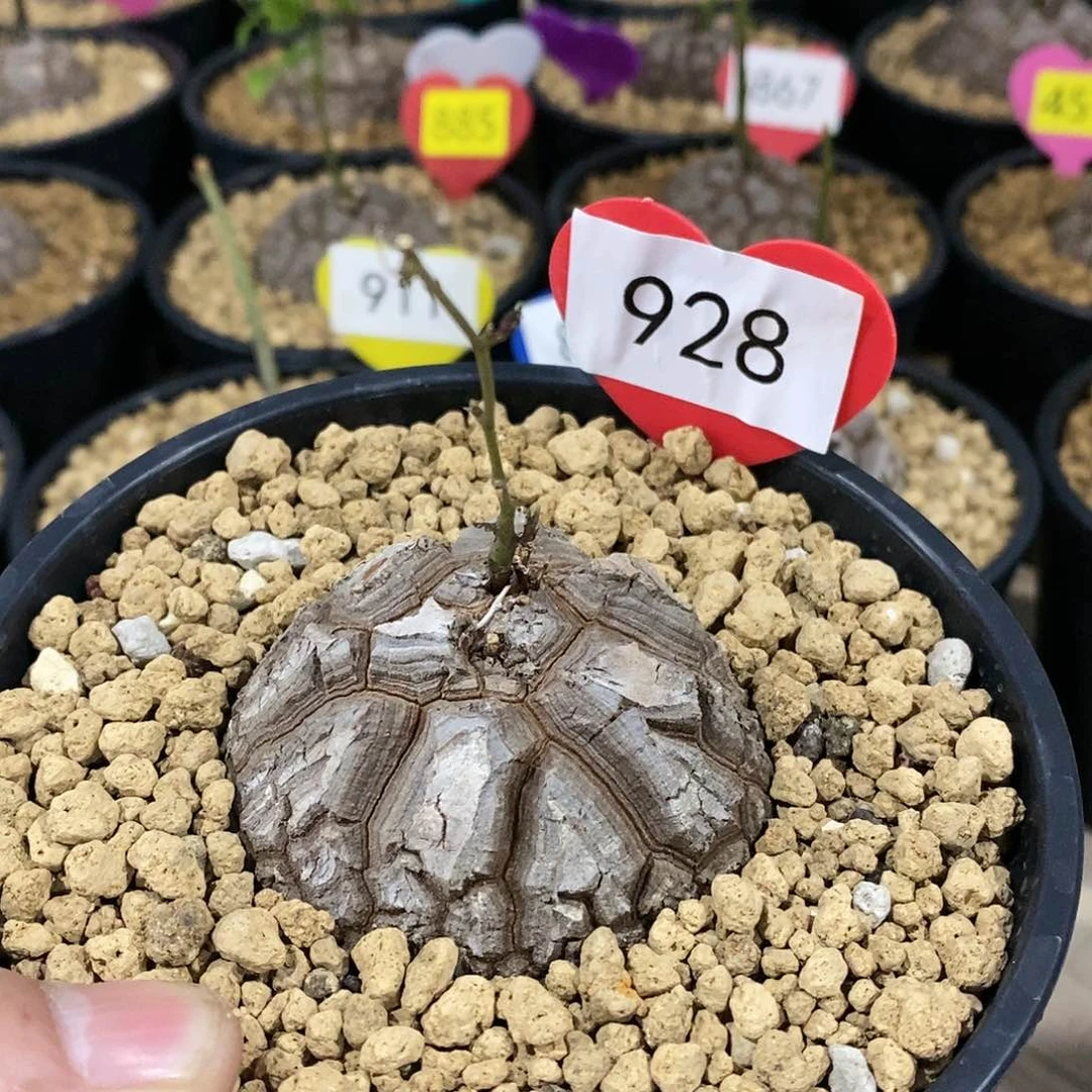 南非龟甲龙龟甲龙