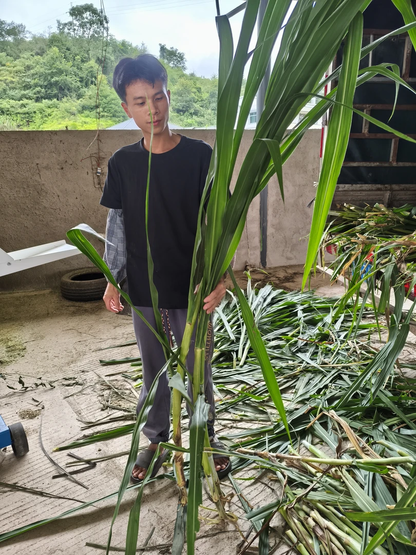 新鲜牧场鸵鸟牧草。种节。发芽