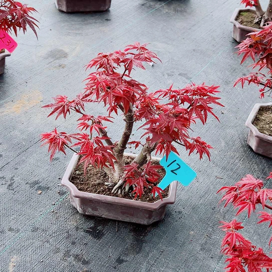 9***8无花朵枫树……枫树