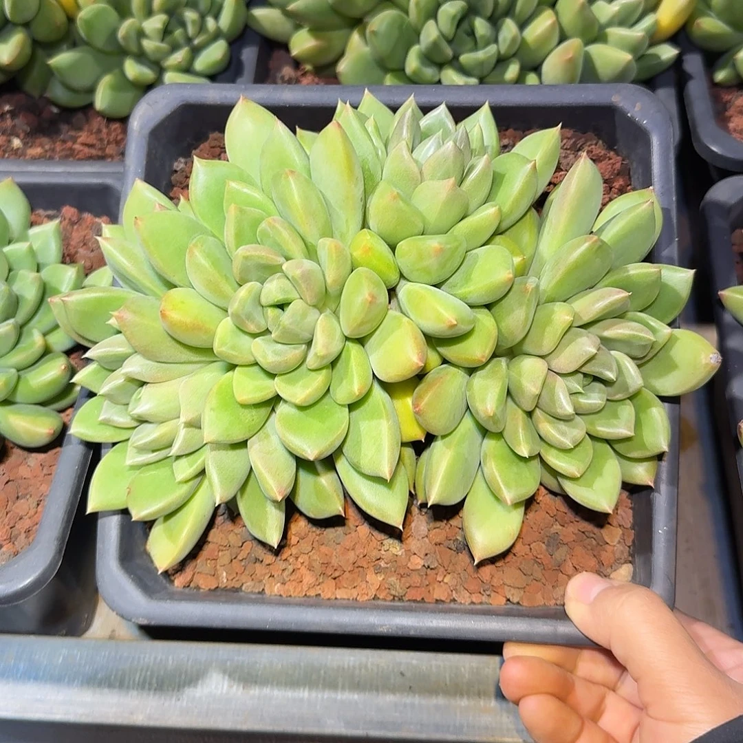 红象牙整无砍老桩多肉