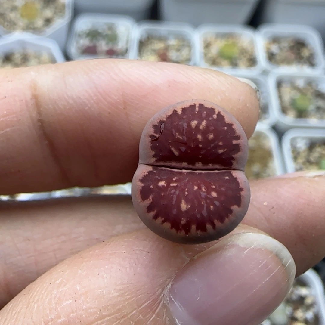 40 紫菊清框福利30包邮