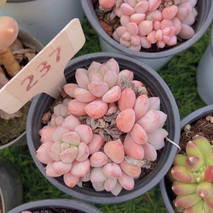 健健康康平平安安