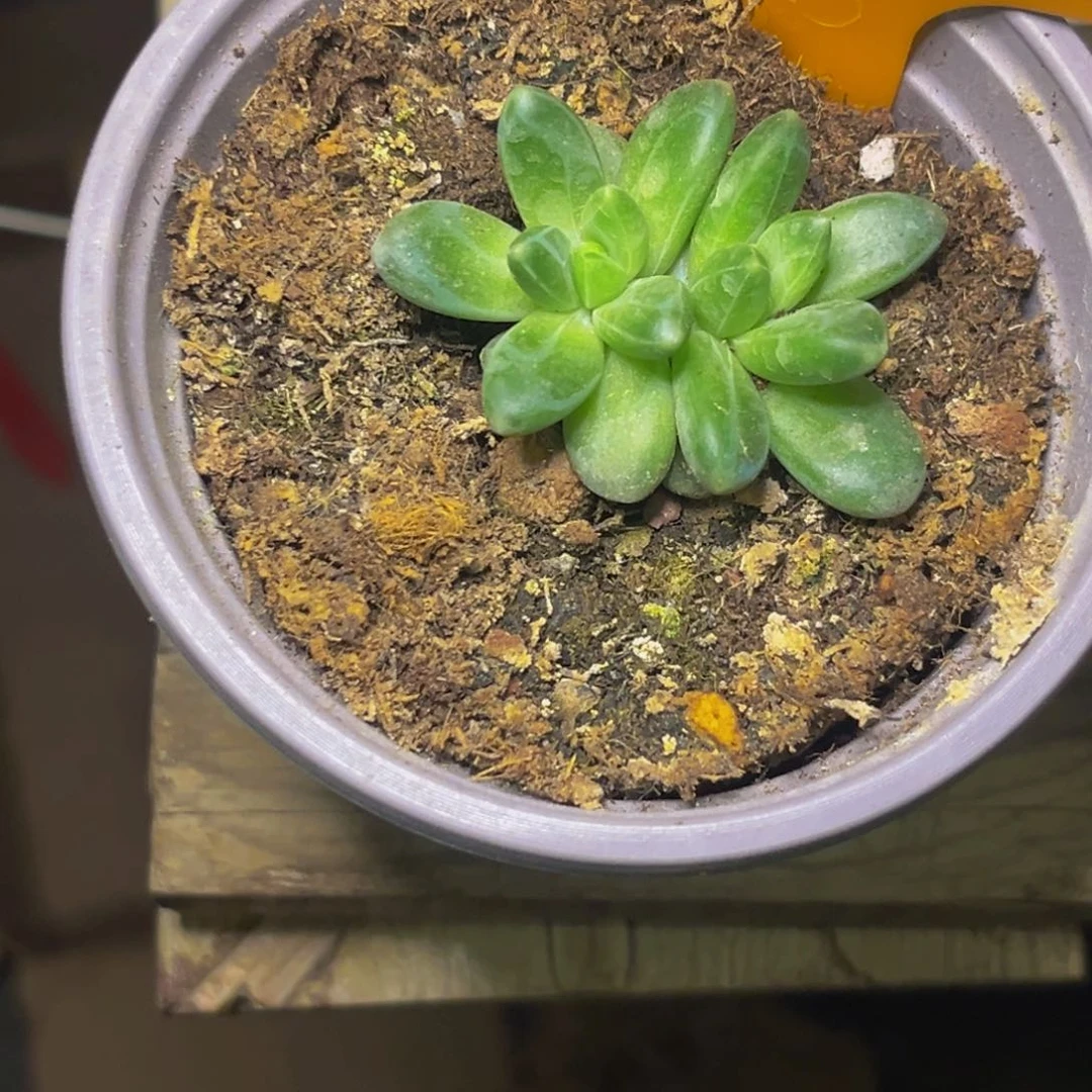 君*52505下午多肉植物群生
