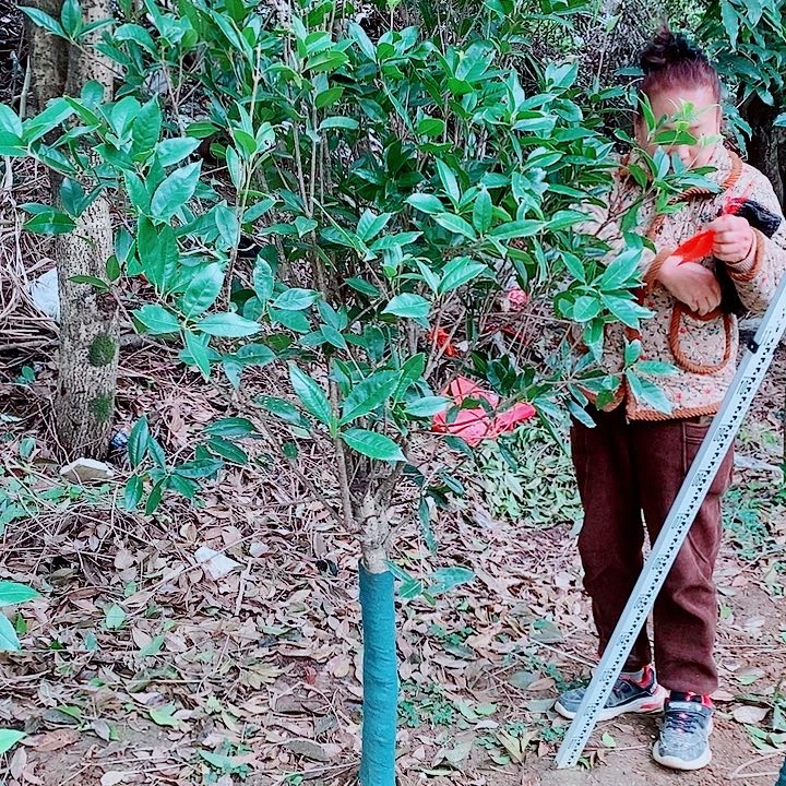 阿***胎完全开放7左右金桂2颗