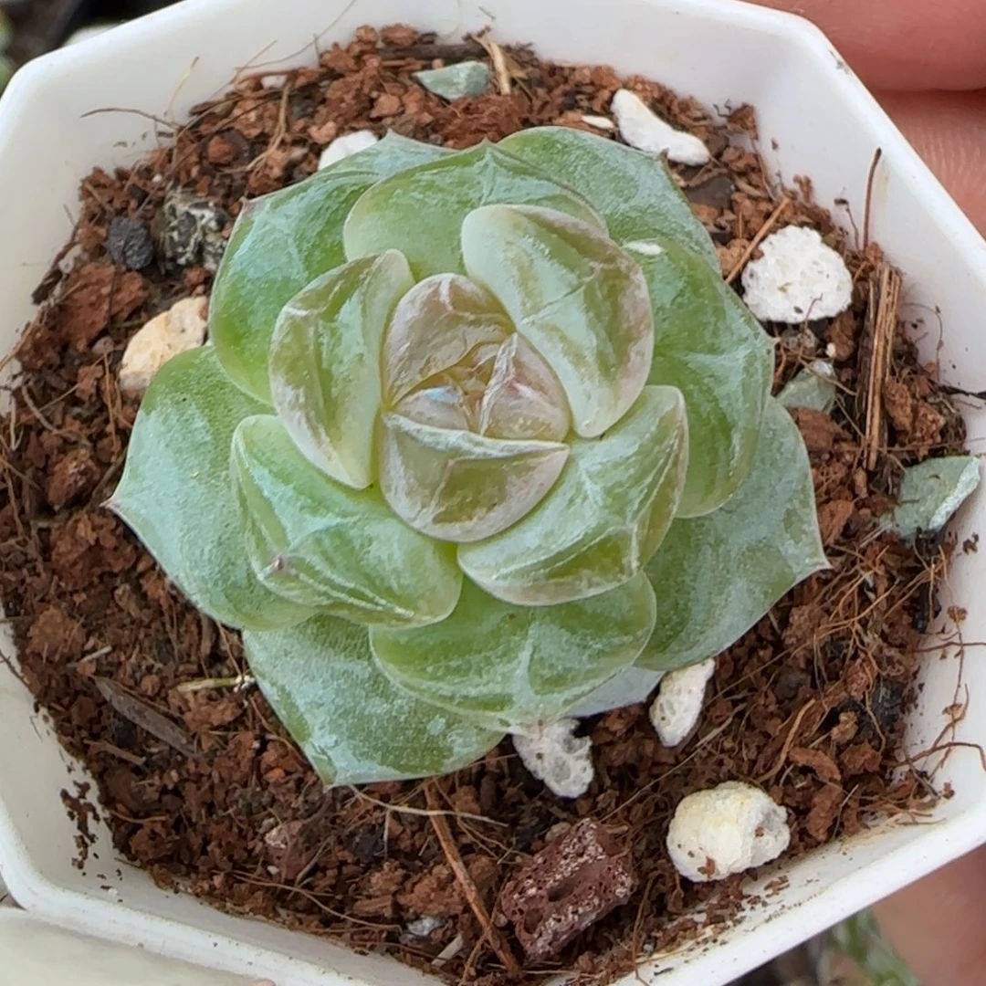 小卡拉米糖心一物一拍