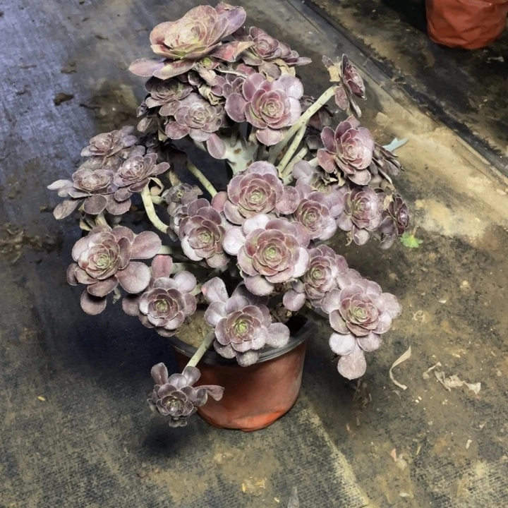 27圆叶多肉多肉植物