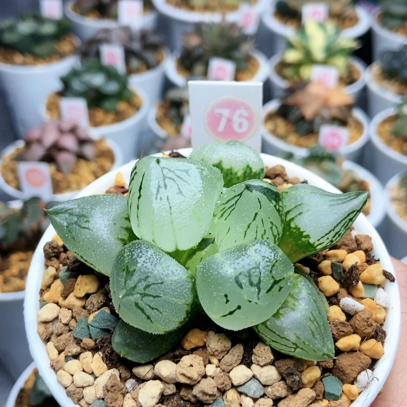 【闪购商品】76杨贵妃