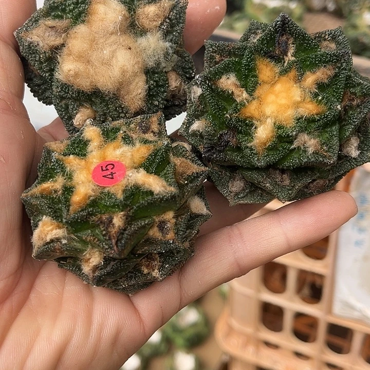 苗接落地辛顿三颗
