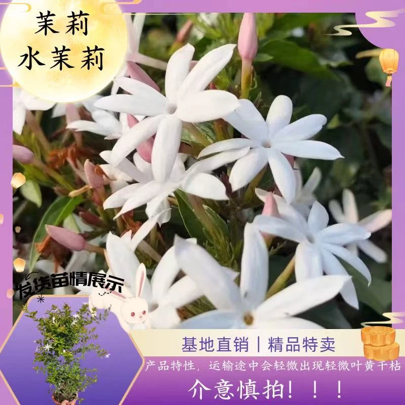 【水茉莉 越南粉苞茉莉】垂丝茉莉棒棒糖1.5加仑 多年生 基地直发