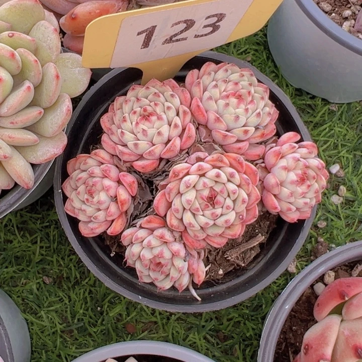 健健康康平平安安