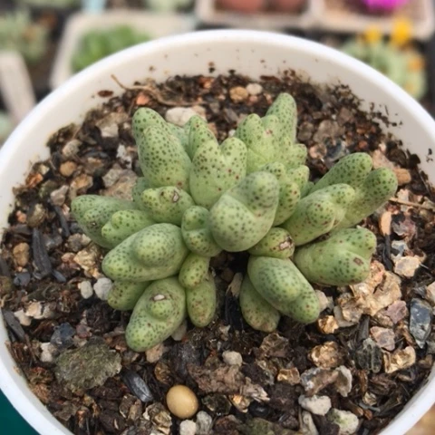 多肉肉锥 草莓斑马 28头