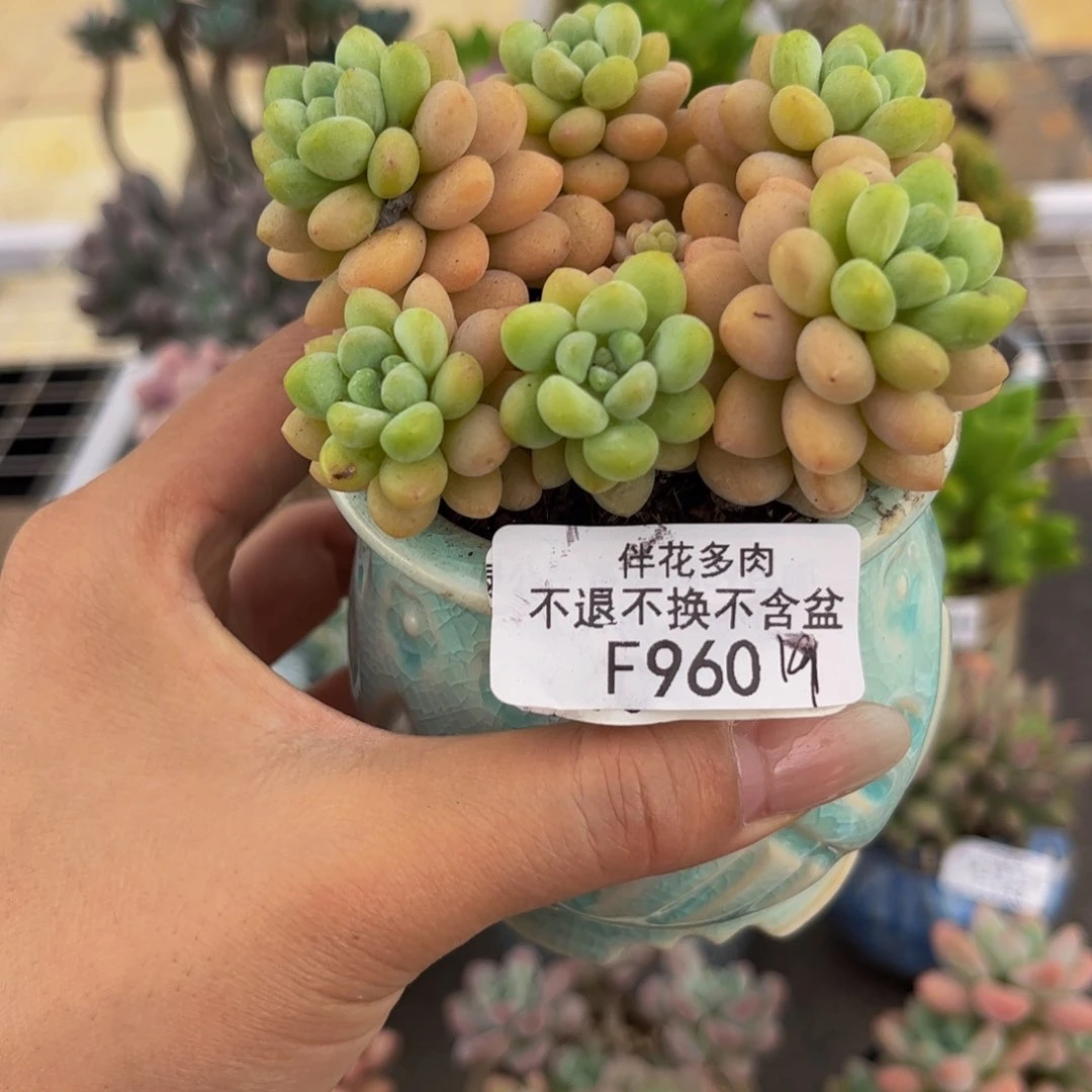960-洛可可多肉8cm