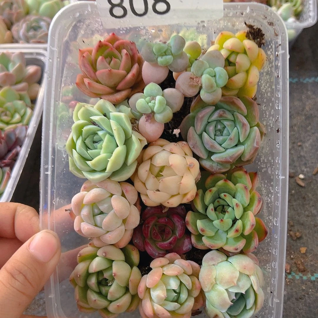 808拼盘，带盆带土发货