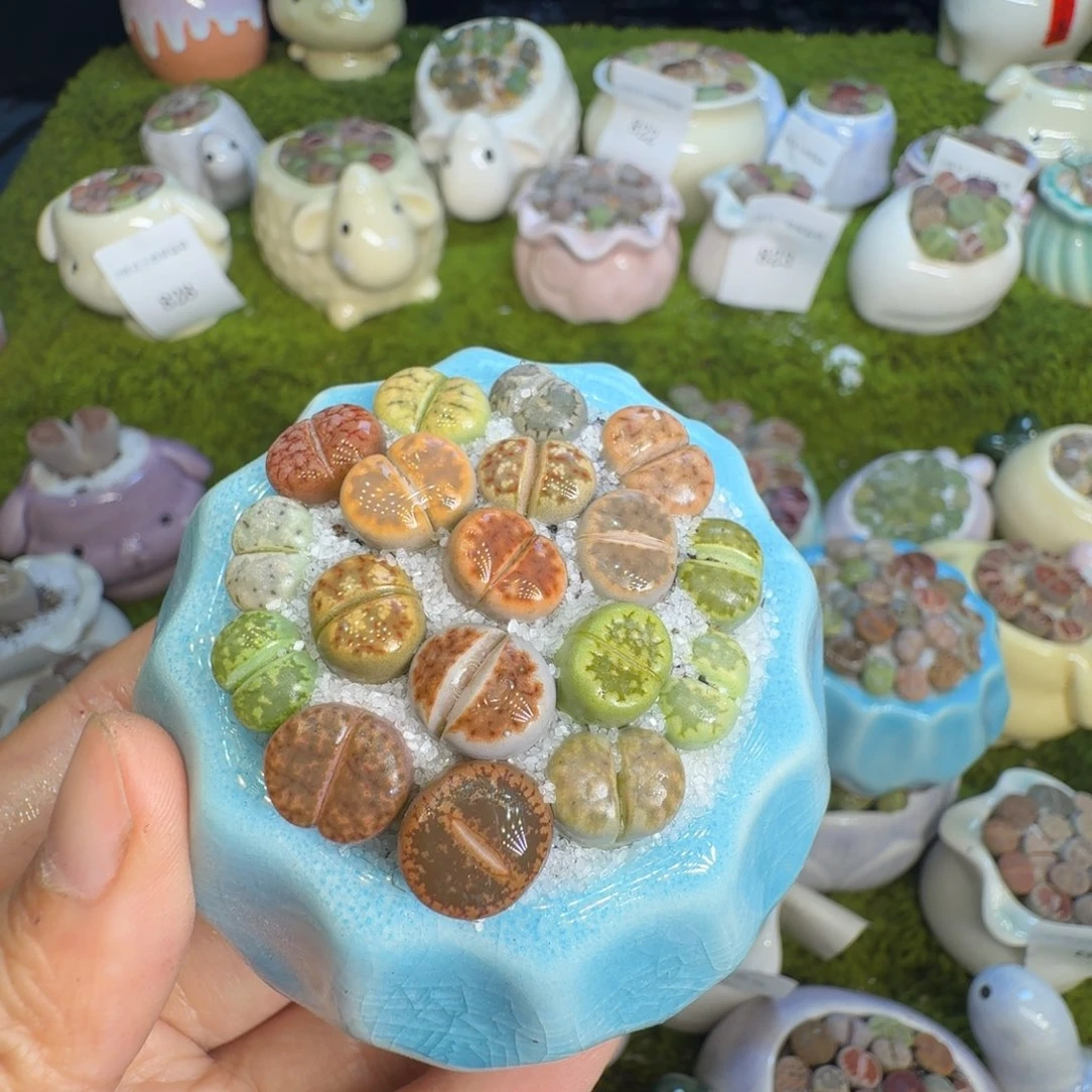 萬***.多肉植物福利冲845