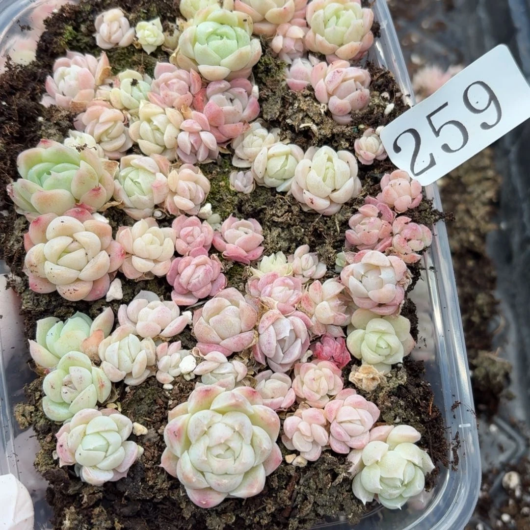 多肉植物多肉植物259