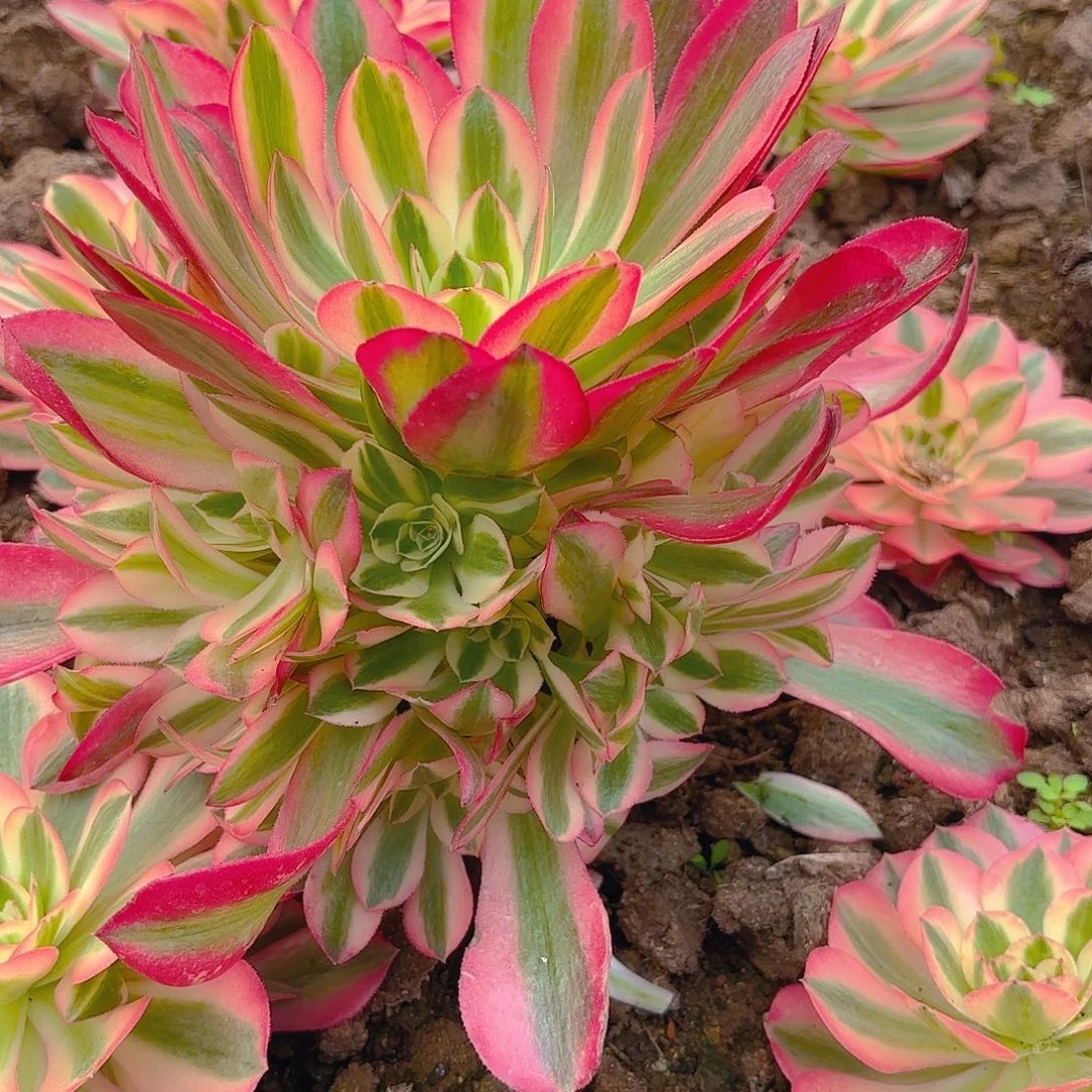 女巫手捧多肉植物