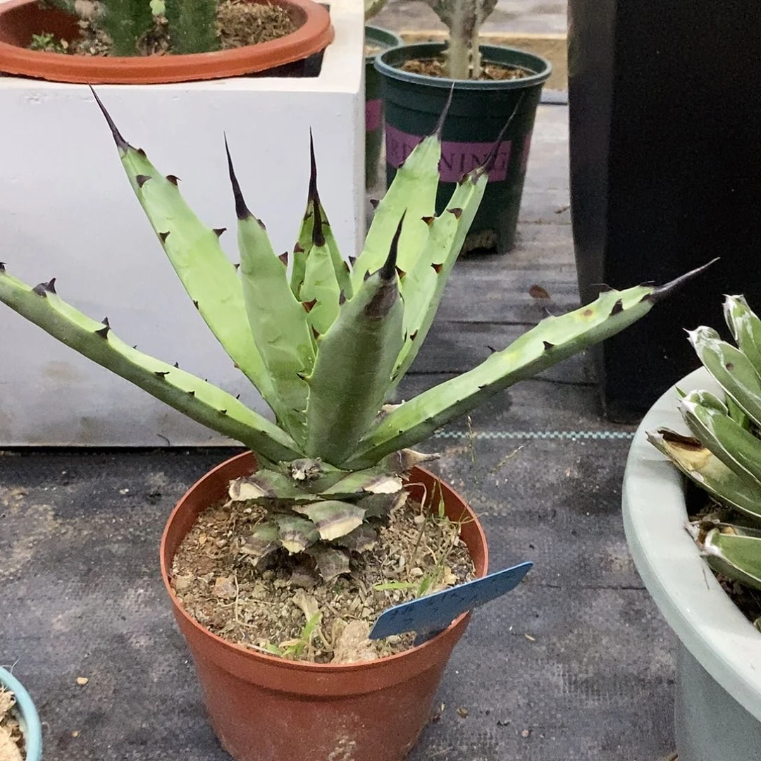 八荒殿一物一拍一