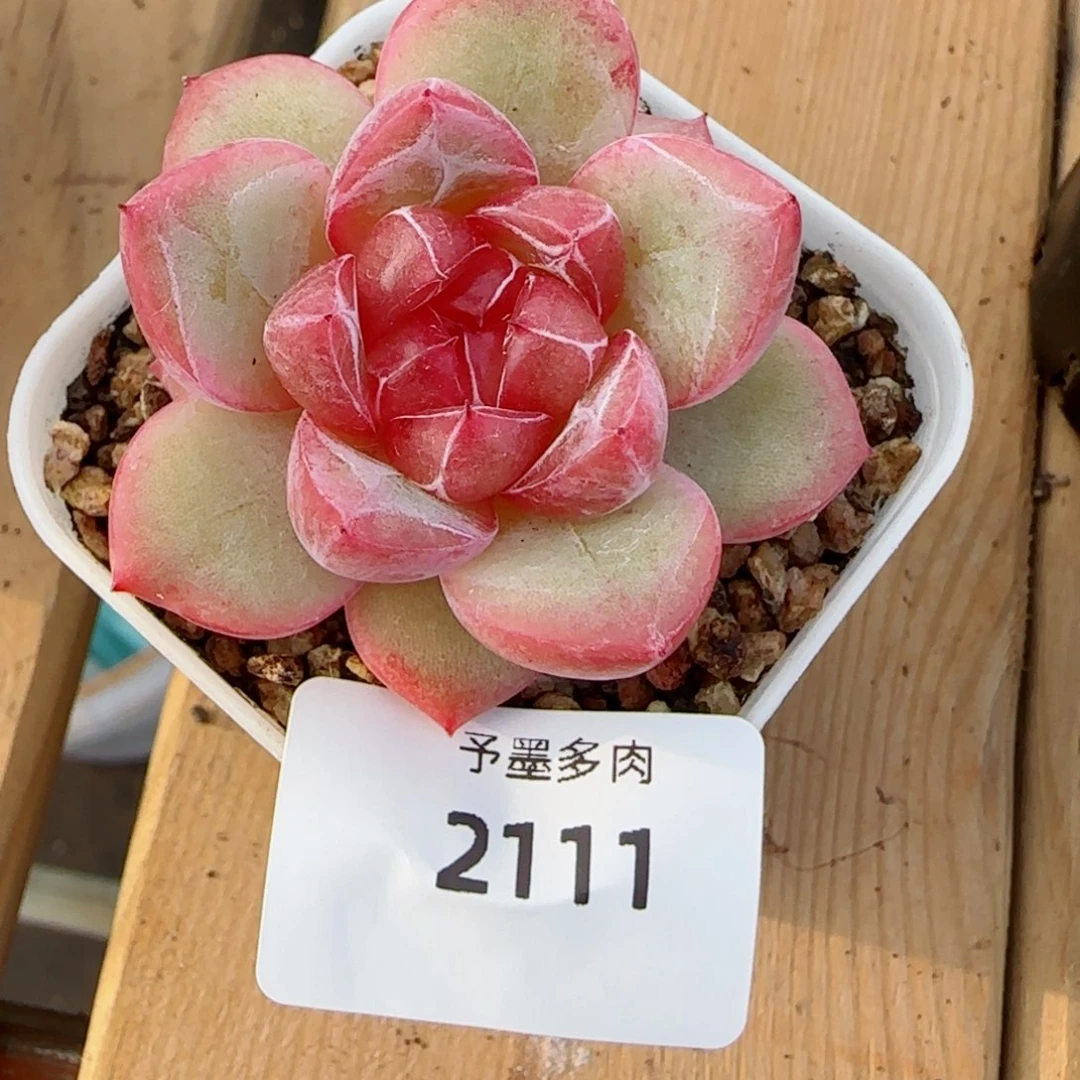 璇玑珍妮，2111多肉植物