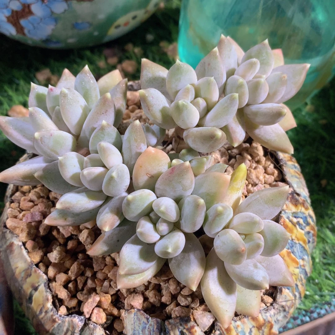 粉蓝泡泡12 公分一物一拍