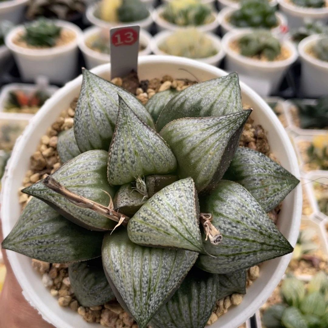 13 娜塔莉母本株1111111