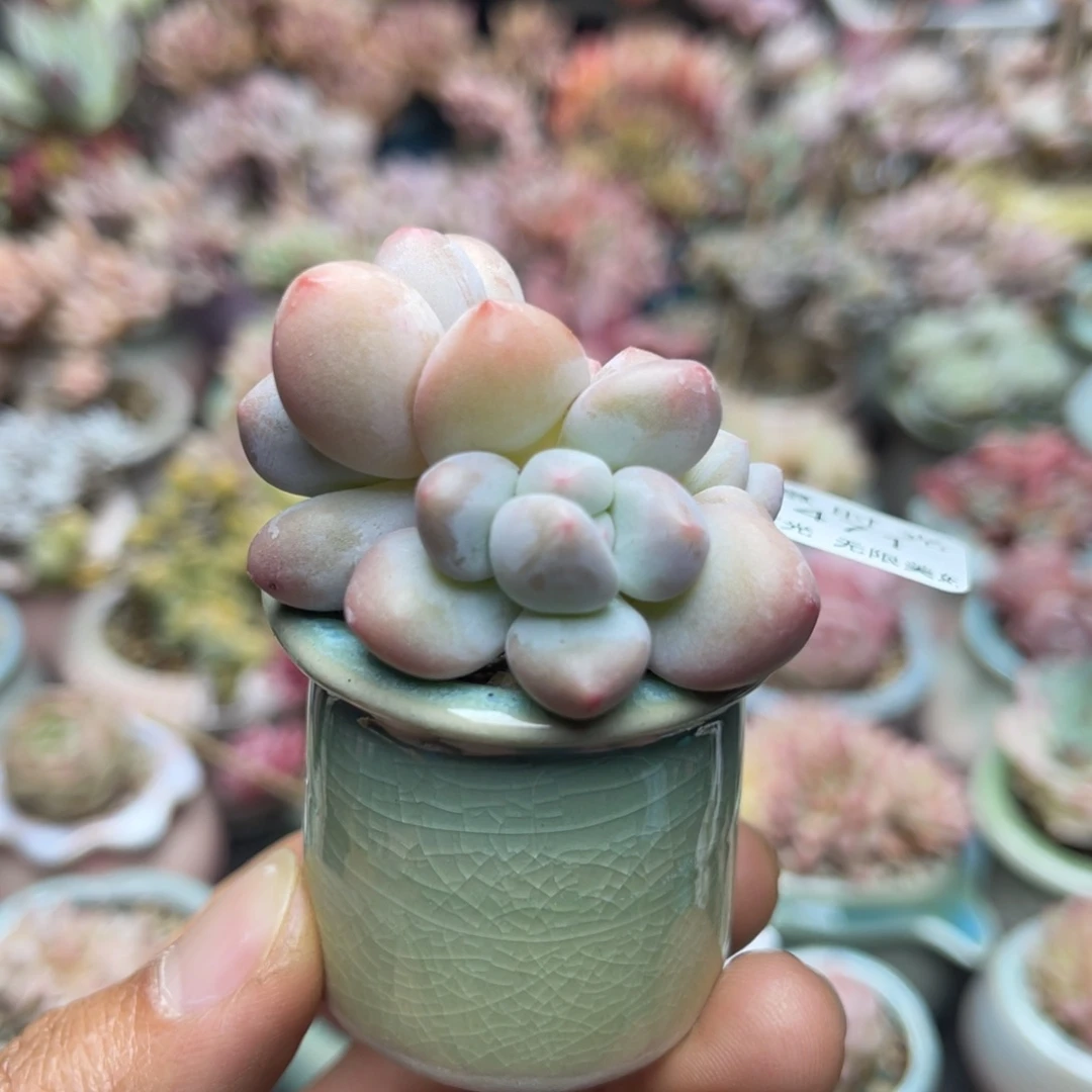 471 带盆土发货 满28包邮
