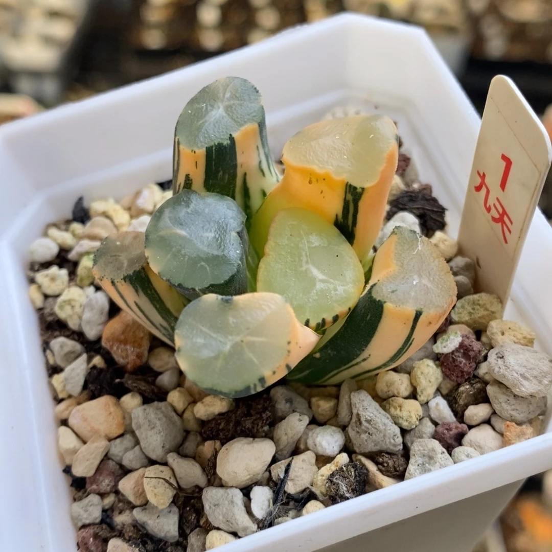 1号山之翠万象锦锦