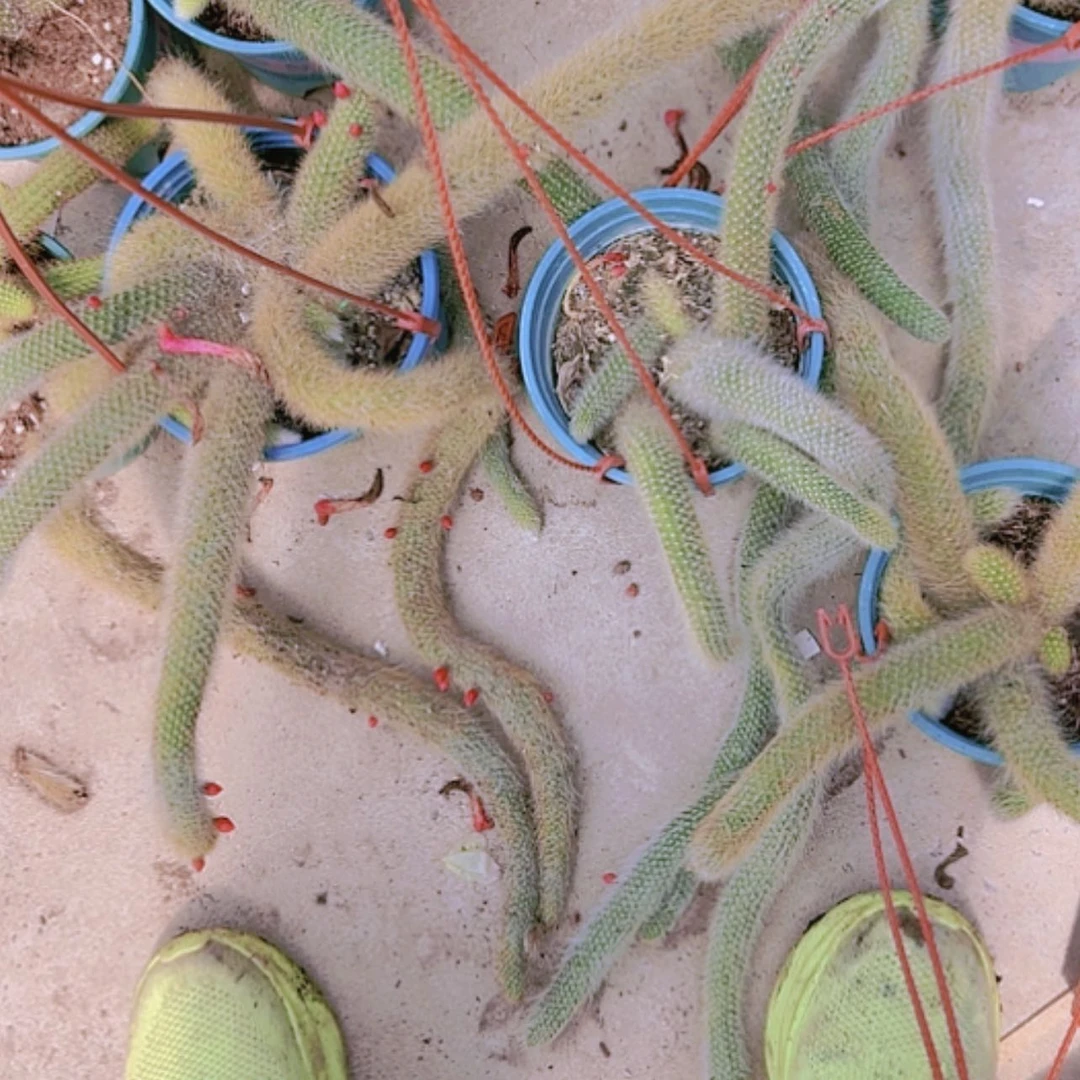 【闪购商品】完全开放九尾狐大群带花偏远不拍