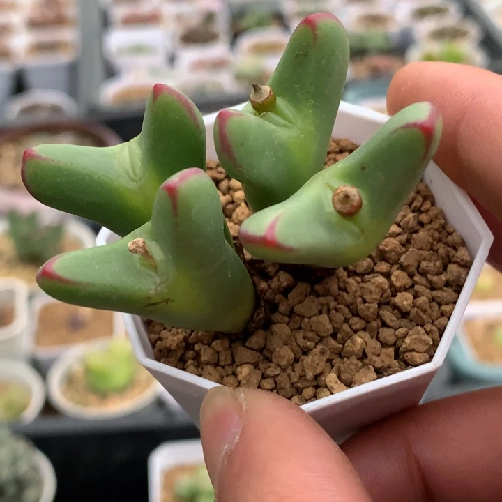 精品多肉植物精品多肉