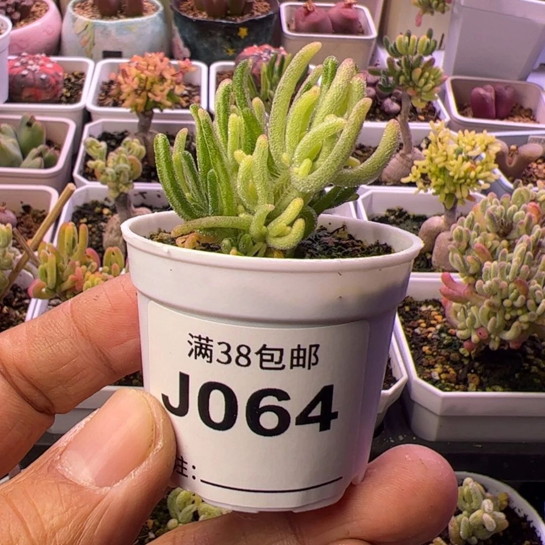 艾***麻荧光兔白锦-枝干番杏-炸