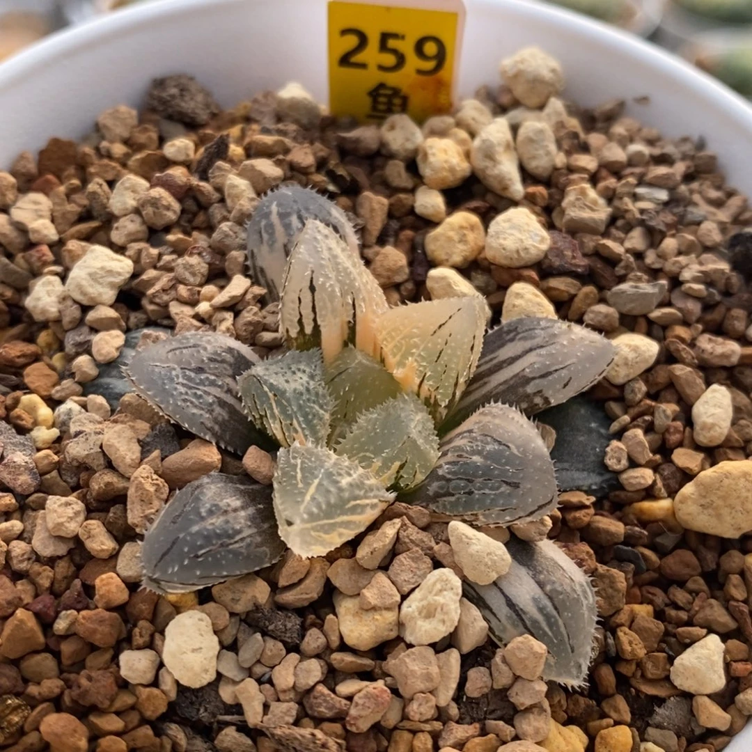 259号魔刺玉露锦多肉