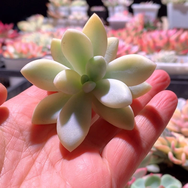 新香水白覆轮锦砍头