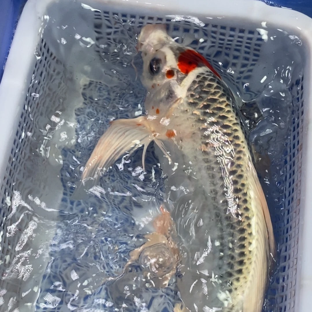 锦鲤冷水锦鲤包邮