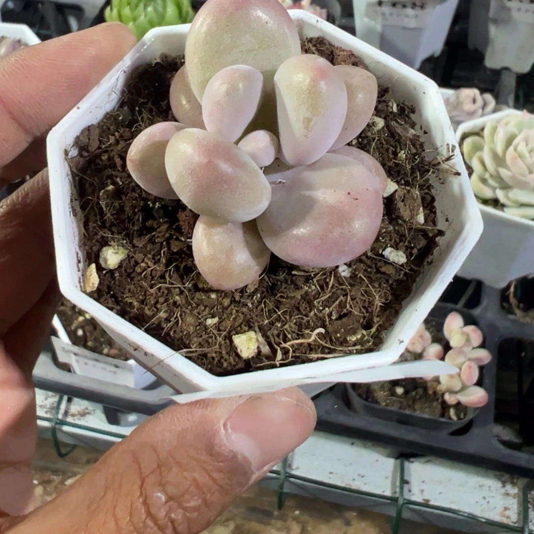 693号蜜多里一物一拍