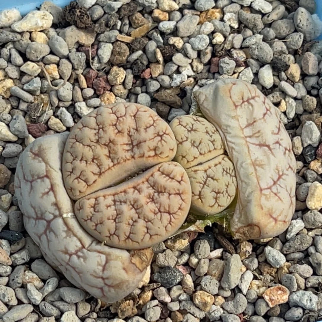 6142双头睫毛铁189一颗