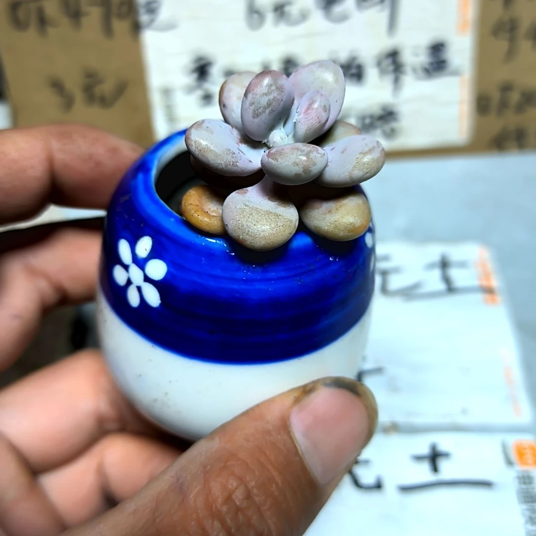 满6元包邮，桃蛋一颗