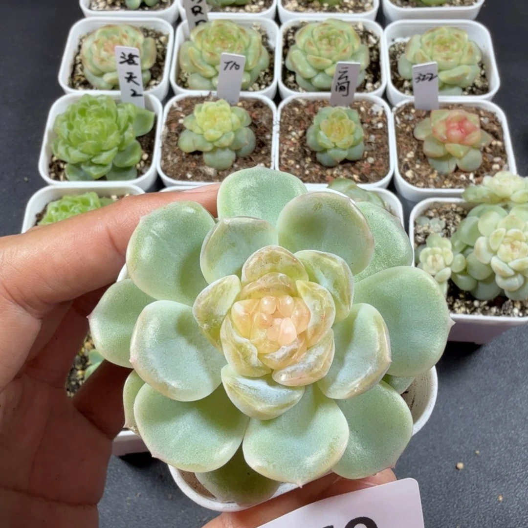 穿***k糖混单头一物一拍069