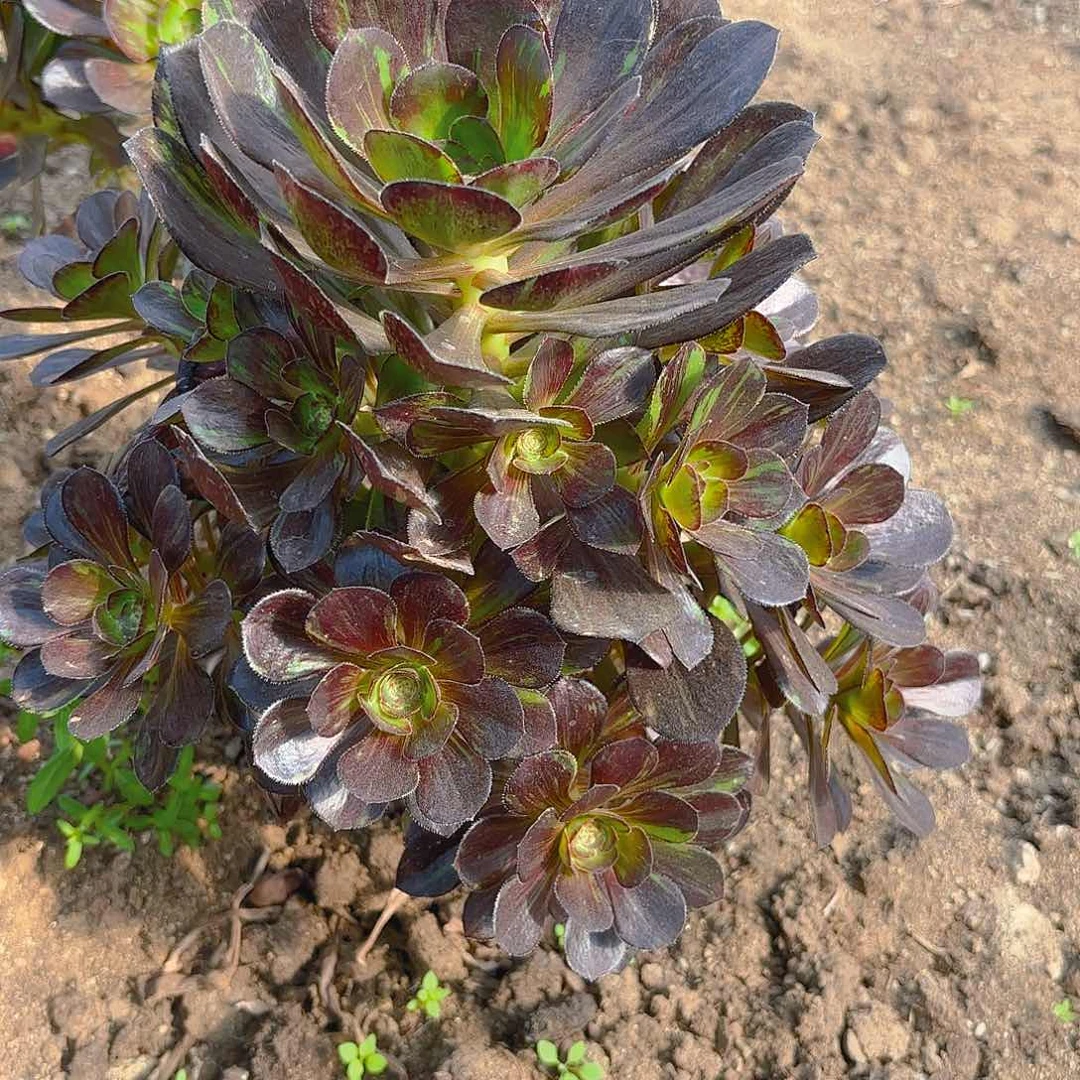 花无缺手捧多肉植物