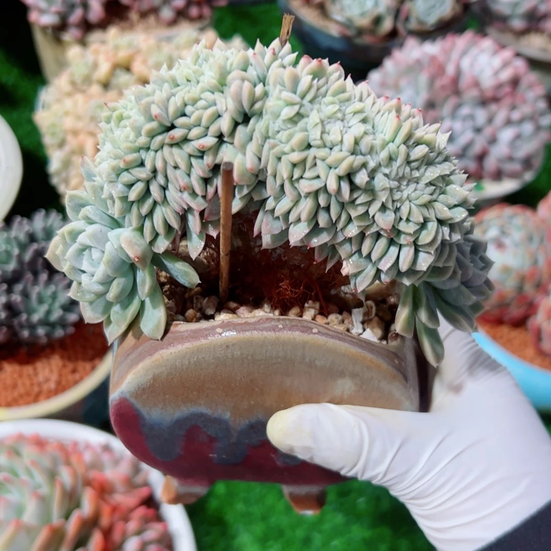 梅*奶油美人缀化多肉植物