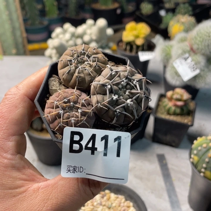 411怪龙丸仙人球一个