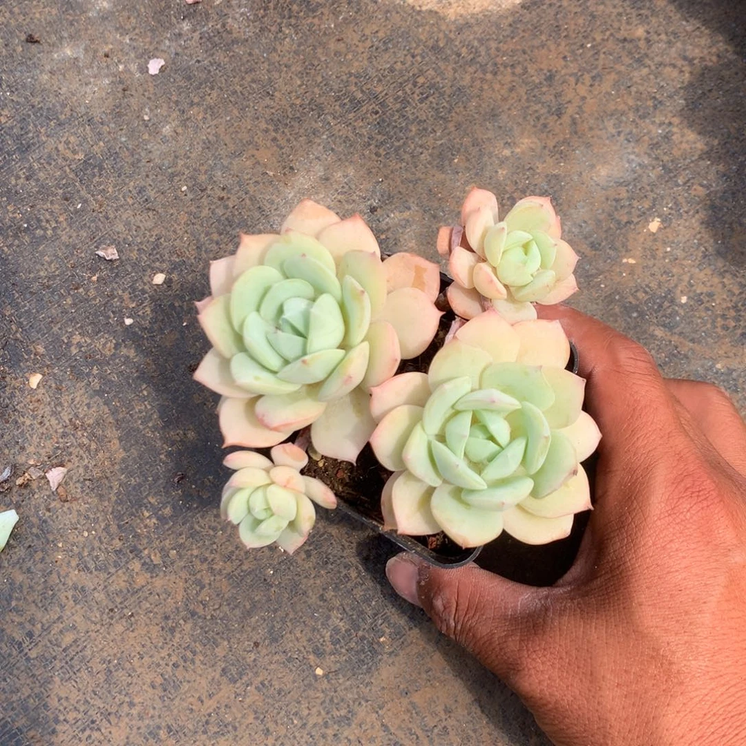 清洁面产品及护肤的研发