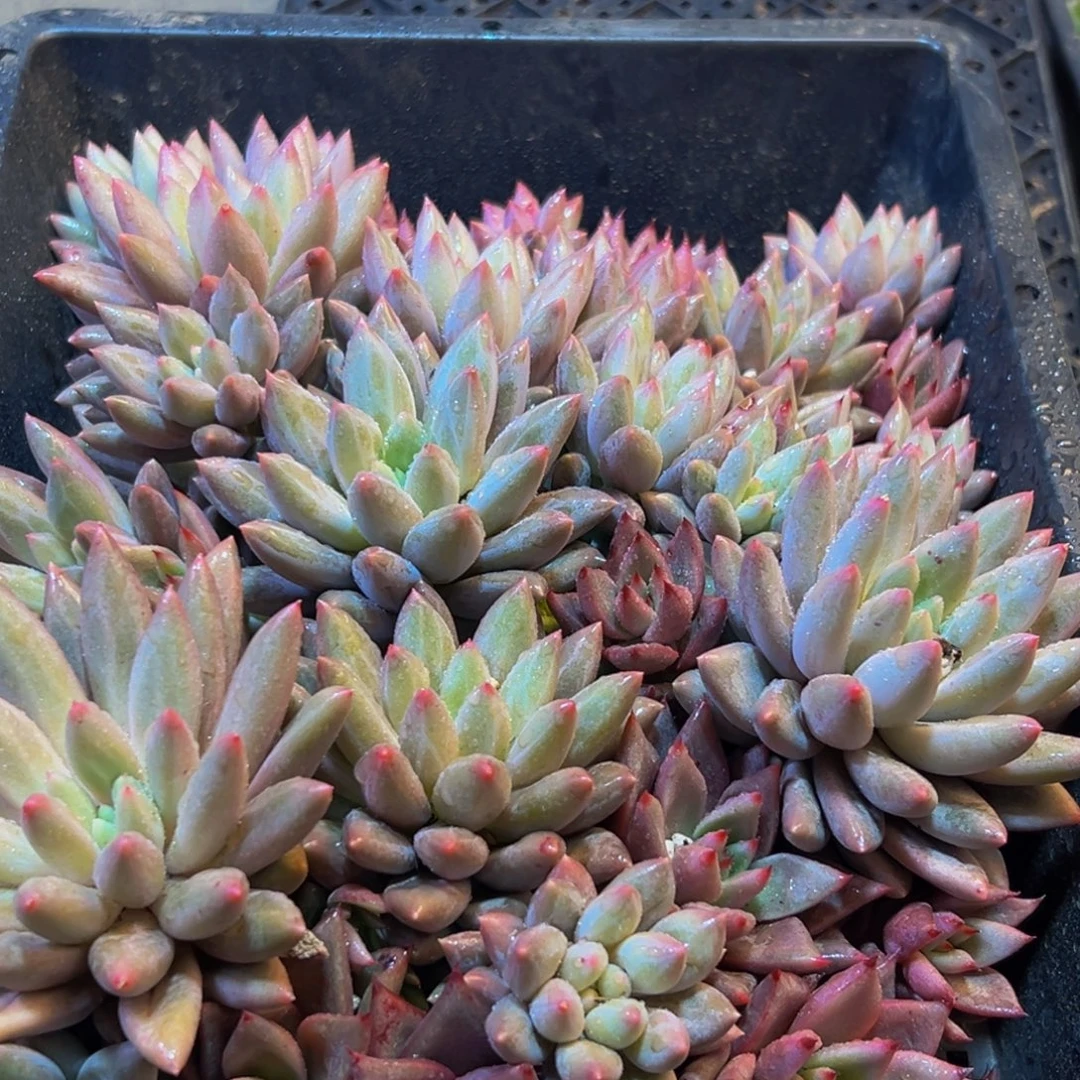 046多肉葡萄的味道真的是w